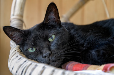 Head of cute black Bombay cat, looking at camera; focus on eyes.