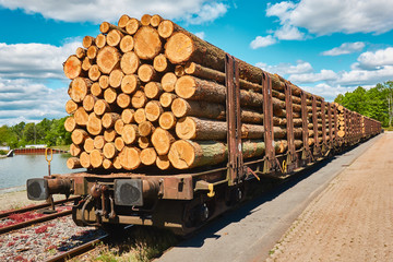 Side view of freshly felled logs during transport on a railway wagon in the port
