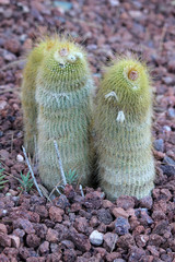 Cactus llamado Parodia leninghausii 