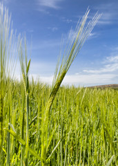 Obraz premium wheat field in summer