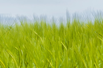 green grass on blue sky background