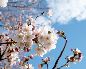 青空と桜