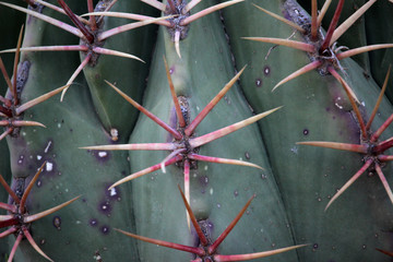 Close up of Cactus skewers