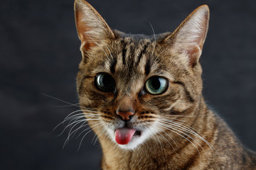 Fototapeta na wymiar Close up portrait of a cat with copy space. Muzzle of a cute tabby cat shows tongue, shallow focus. 