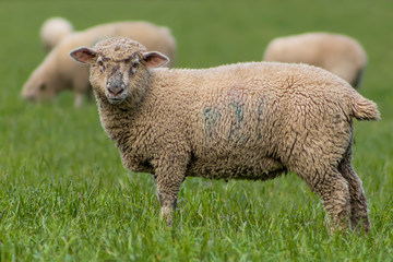 sheep in a field