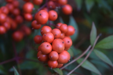 Fototapeta premium Red winter berries
