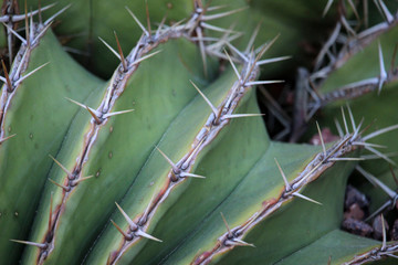 Macro de espinas de cactus 