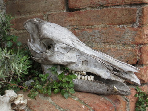 Teschio di animale