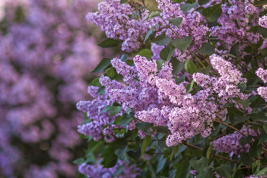 pink lilac branches on a blurry background