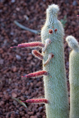 Cleistocactus strausii, the silver torch or wooly torch