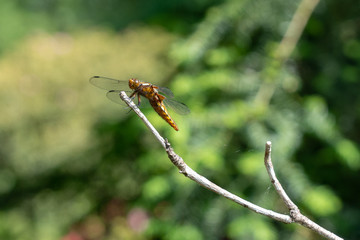 Dragonfly chilling in the sun