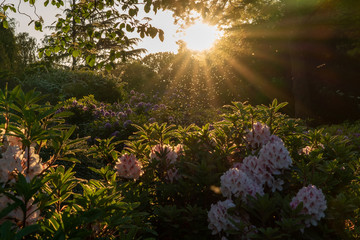 Twilight shot with flowers and flies
