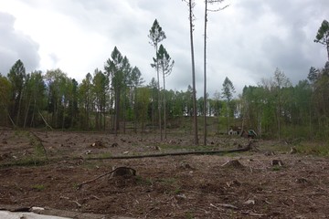 forest, bark beetle, forest calamity, felled trees, sad look