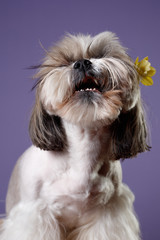 Angry growling little dog, isolated on a lilac background. Muzzle of a Shitzu dog with large eyelashes. Selective focus