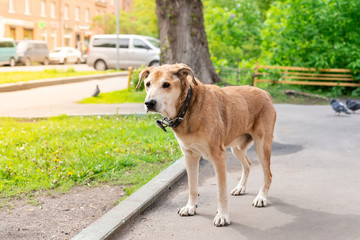 Dog on the street