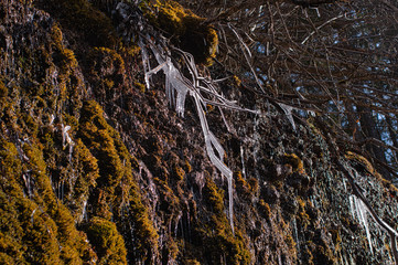 eiszapfen an ast in einer felswand hängend an den triefen in hinterthal pinzgau alpen nationalpark hohe tauern