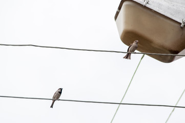 little bird on the wire
