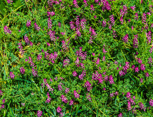 Beautiful background of fresh spring flowers close up view