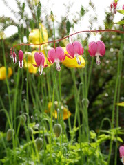 Obraz premium flowers in the garden