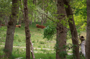 Trees in a forest with a Scottish highlander in the background resting in the grass