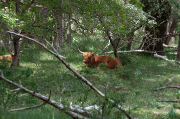 Scottish highlander resting in a forest