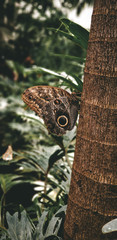 Mariposa