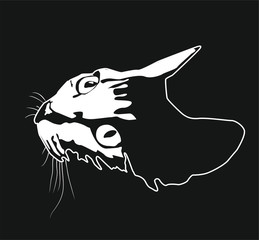 black cat head