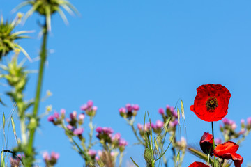 Poppies among wild plants and blooming thistles with a deep blue sky in the background