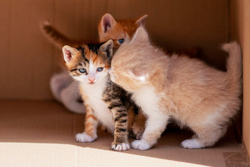 Two cute kittens secreted in a cardboard box, the third eavesdrops them behind