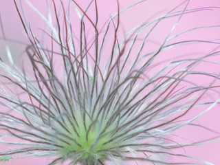 Obraz premium purple flower background