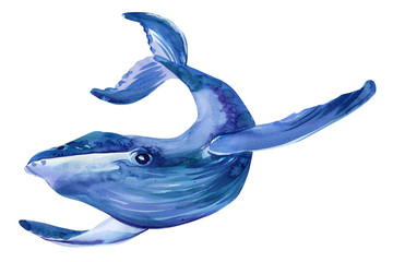 Underwater animal art. whale on a white isolated background, hand-drawn watercolor, sea animals illustration © Hanna