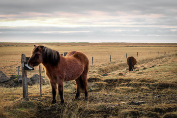 horses in the field in Iceland
