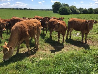 Les vaches &agrave; la campagne &agrave; Briec en Bretagne Finist&egrave;re Cornouailles	