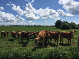 Les vaches à la campagne à Briec en Bretagne Finistère Cornouailles	