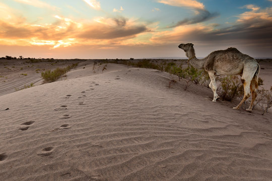 Sunset at M'Hamid El Ghizlane or Lamhamid Ghozlane.