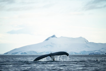 humpback whale tail in Antarctica © Abhi Pal