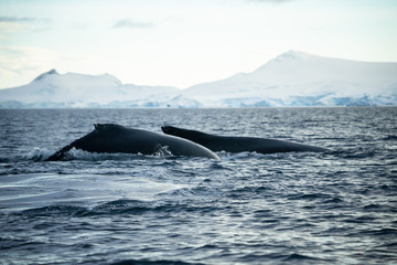 pair of humpback whales in Antarctica