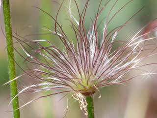 flower of a thistle