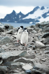 Fototapeta premium two chinstrap penguins on the rock in Antarctica