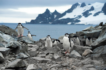 Chinstrap penguins on the rock in Antarctica © Abhi Pal