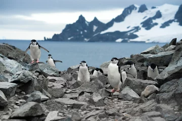 Rolgordijnen Chinstrap penguins on the rock in Antarctica © Abhi Pal