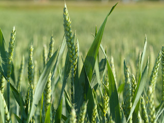 weizenfeld