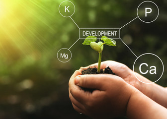 Seedlings are exuberant from abundant loamy soils. Development and  role of nutrients in plant life...