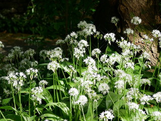 white flowers in the garden