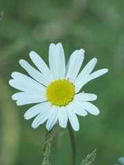 Fototapeta premium white daisy flower