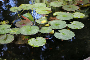 Hojas de nen&uacute;far en un estanque. 