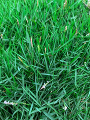 Green Grass Close-up shot. Green Leaf