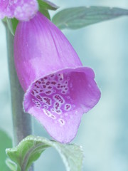 pink flower with water drops © Sheilagh