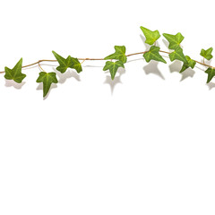 White background with a green ivy sprig