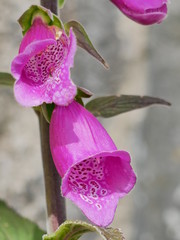 pink orchid flower